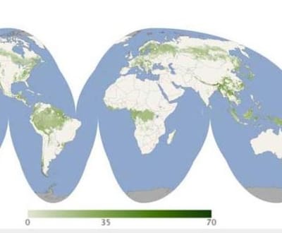Mapa mostra altura das florestas em todo o mundo - TVI