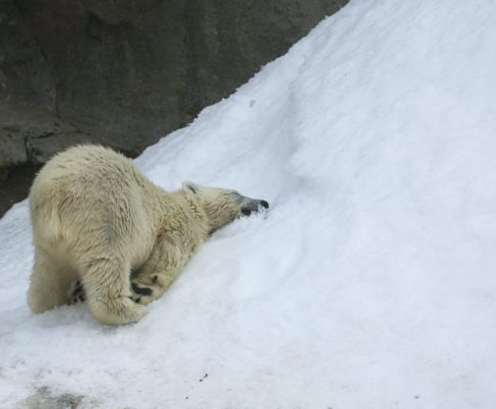 Ursos sofrem com o calor em Moscovo