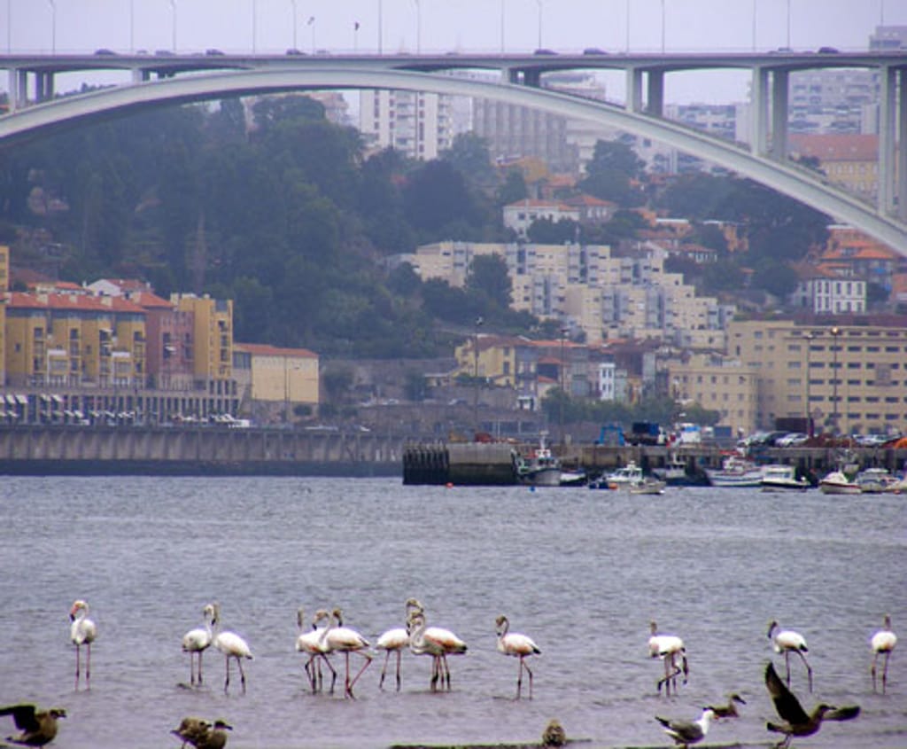 Flamingos no Douro (António Monteiro/Lusa)