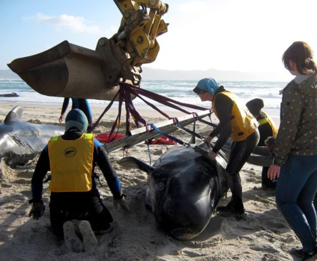 Baleias deram à costa (Fonte: EPA/ Department of Conservation)