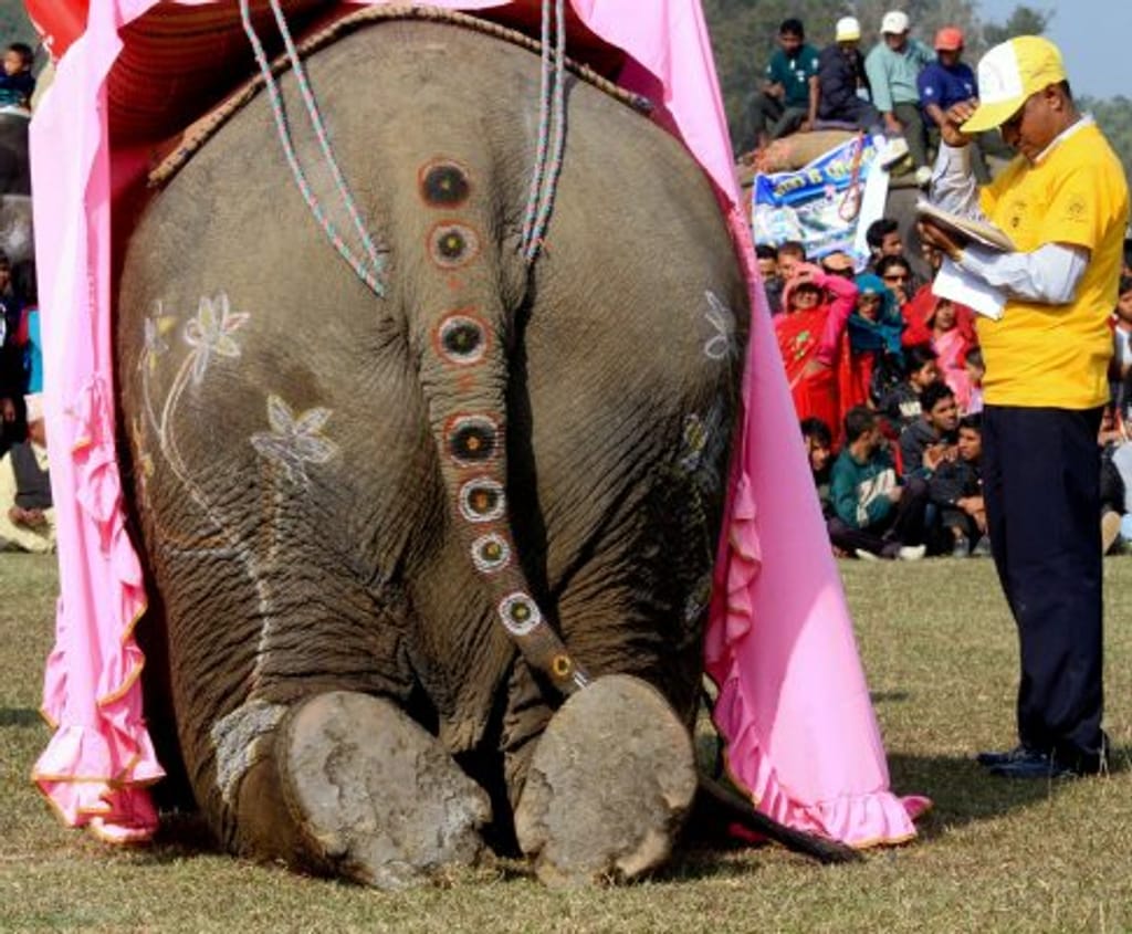 Futebol e concursos de beleza para elefantes (Fonte: EPA/NARENDRA SHRESTHA)