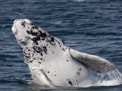 Baleias: sons parecidos com os dos animais terrestres - TVI