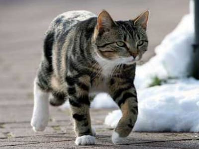 Cientistas descobrem novas pistas sobre a alergia a gatos - TVI