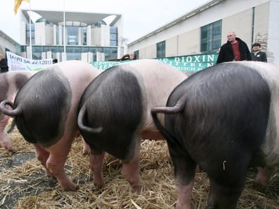 Roubaram 14 porcos avaliados em cinco mil euros - TVI