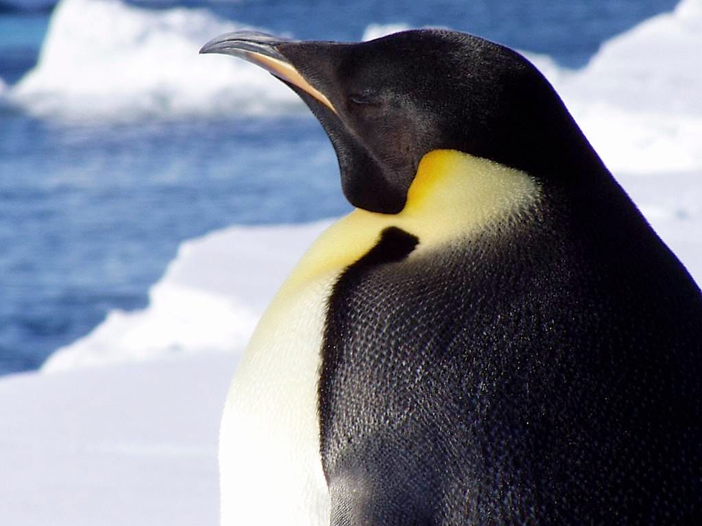 Pinguim (arquivo)
