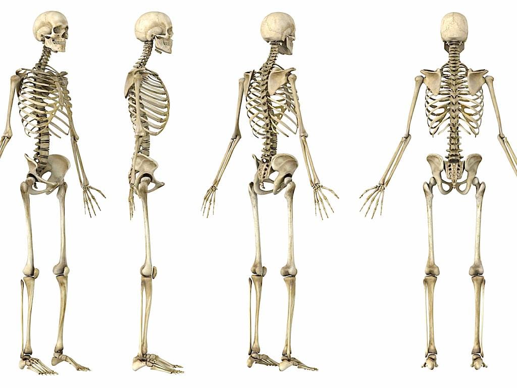 Esqueleto (arquivo)