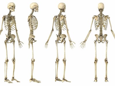 Cientistas estudam “desqueima” de ossos para caracterização biológica - TVI