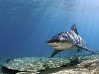 Mergulhador dá murros a tubarão para fugir de ataque - TVI