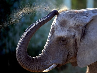 Caçadores matam quase 500 elefantes nos Camarões - TVI