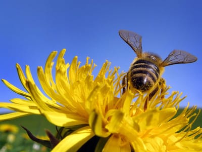 Afinal, abelhas e flores comunicam por campos elétricos - TVI