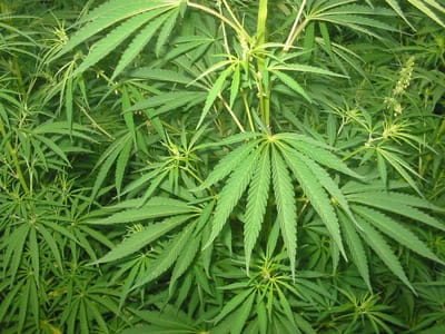 GNR desmantela plantação de cannabis em estufa - TVI