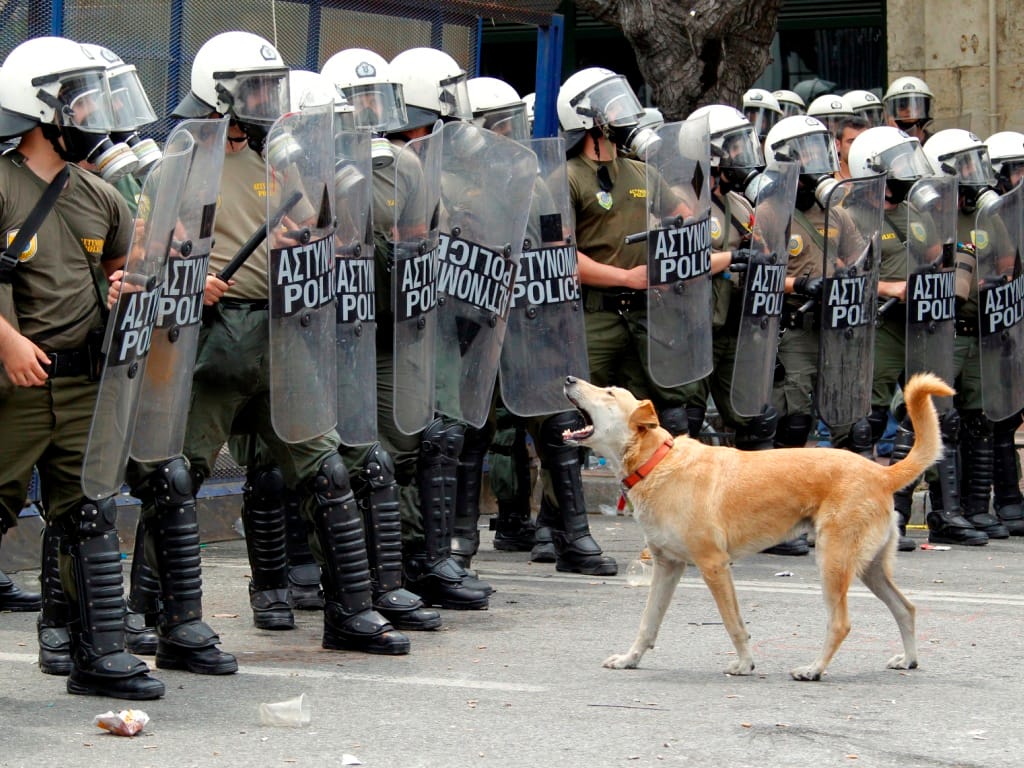 Loukanikos, o cão rebelde grego (Pascal Rossignol / Reuters)