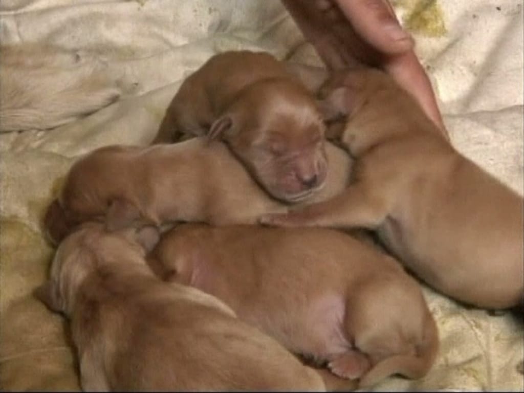 Cadela-polícia deu à luz 13 cachorros