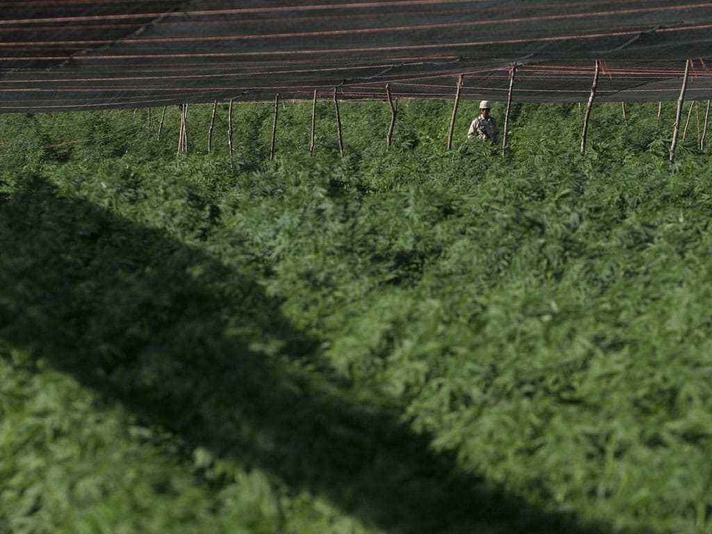 Descoberta a maior plantação de sempre de marijuana (Reuters\STRINGER)