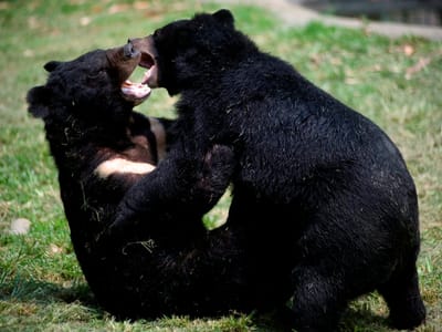 Mulher atacada por urso de 200 quilos - TVI