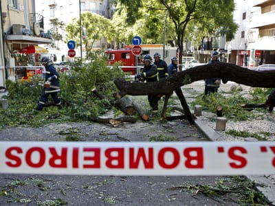 Porto: árvore cai sobre casa devido ao mau tempo - TVI