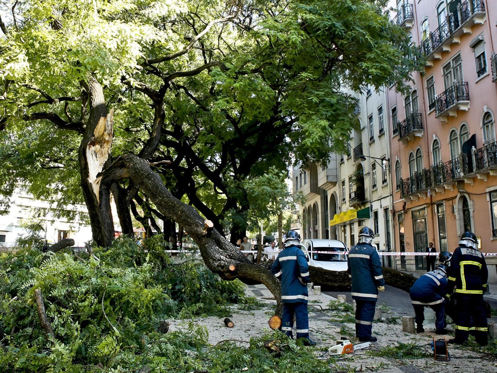 Árvore cai em Lisboa (Lusa/José Sena Goulão)