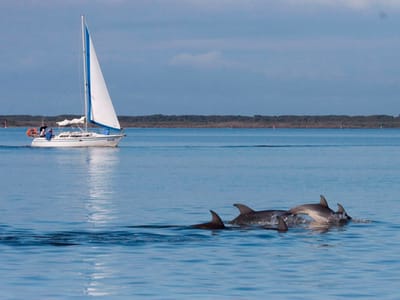 Menos de 50% dos golfinhos selvagens são "clinicamente normais" - TVI
