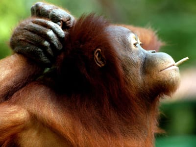 Orangotangos de cinco anos viciados em tabaco - TVI