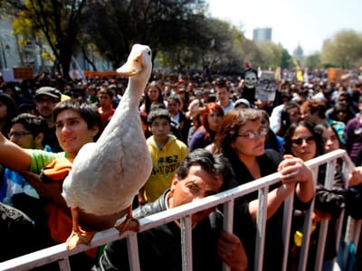 Depois do cão revolucionário grego, o pato chileno - TVI