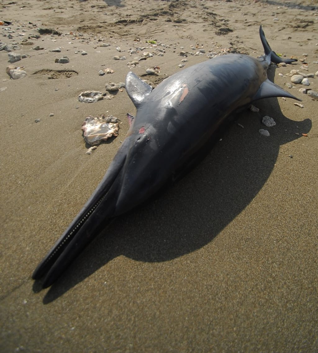 Indonésia: Dezasseis golfinhos mortos e sete devolvidos ao mar