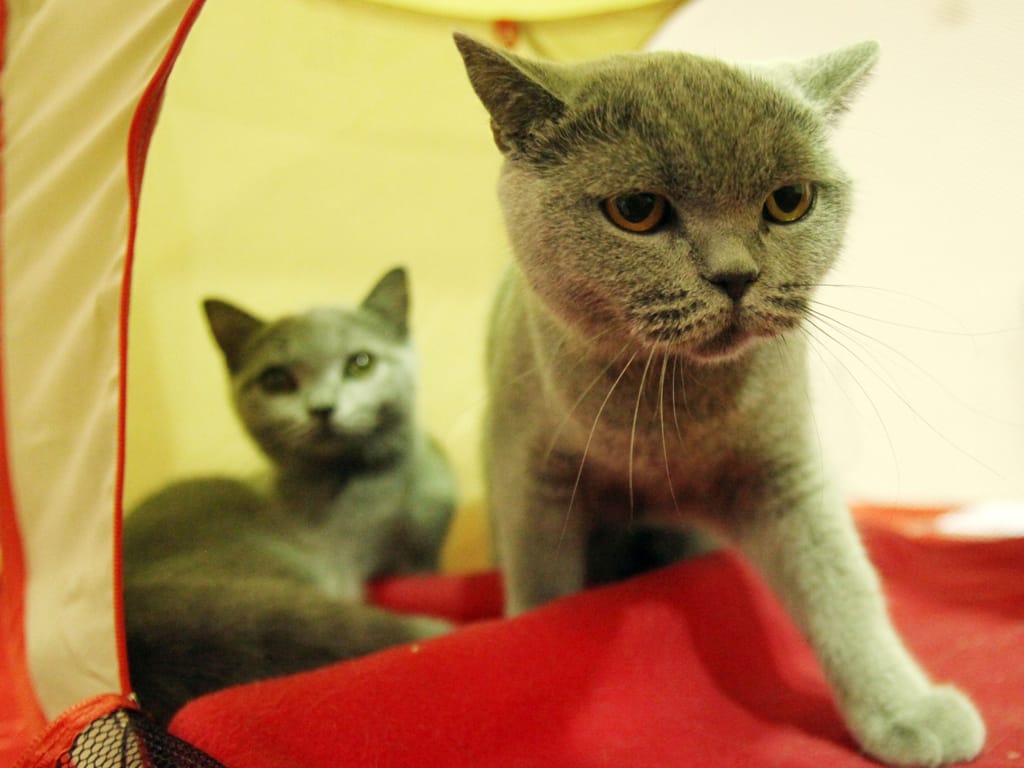 Dois gatos de raça Chartreux na 9ª Exposição Felina Internacional de Elvas (NUNO VEIGA/LUSA)