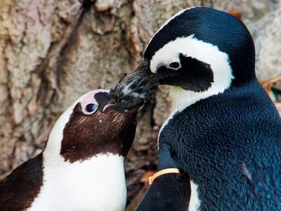 Casal de pinguins gay adopta uma cria - TVI