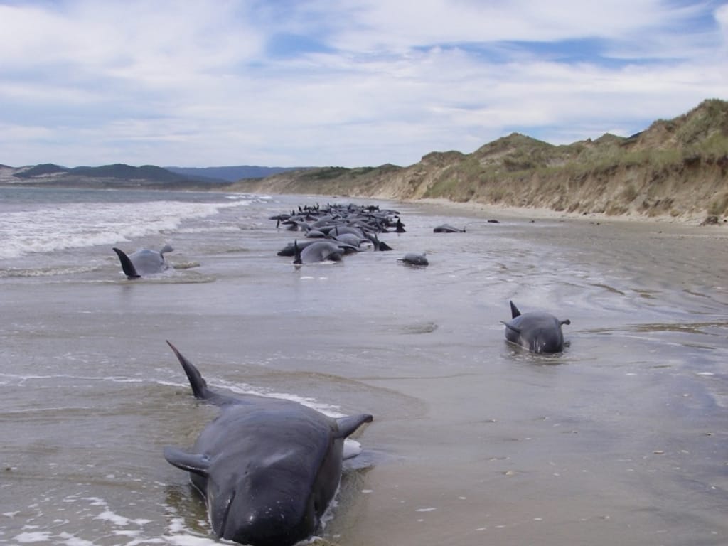 Nova Zelândia: 65 baleias morrem encalhadas na praia (Reuters/Handout)