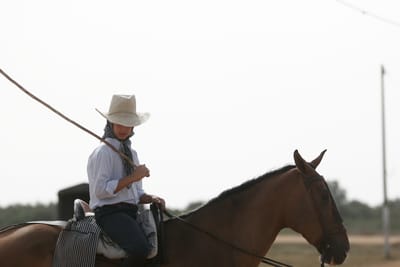 Cavalo com vírus do Nilo detetado em Évora - TVI