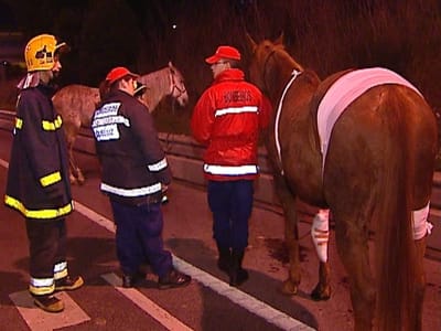 Dois cavalos à solta no IC19 causam acidente - TVI