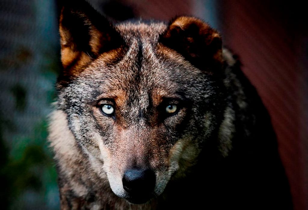Faia é já considerada a principal atração do Centro de Recuperação do Lobo Ibérico (CRLI), que necessita de donativos para preservar a espécie (José Sena Goulão/Lusa)