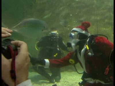 Pai Natal nada com um tubarão - TVI