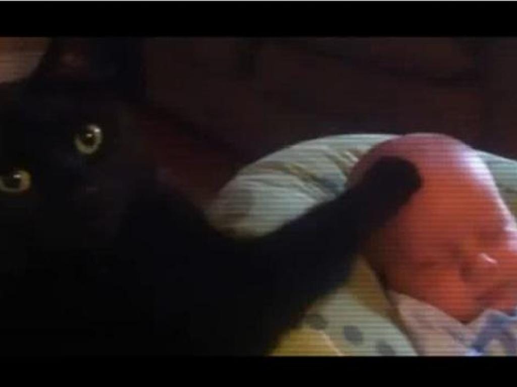 Gato acaricia bébé que pára de chorar e adormece