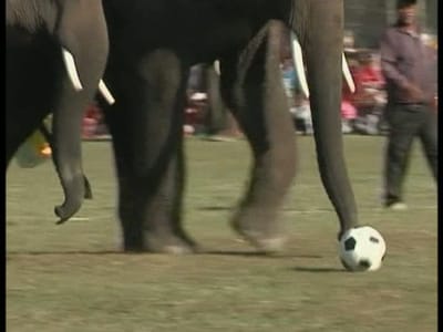 Um jogo de futebol entre... elefantes - TVI