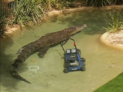 Crocodilo ataca cortador de relva e fica sem dentes - TVI