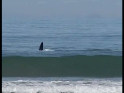 Baleia assassina ataca grupo de tubarões - TVI