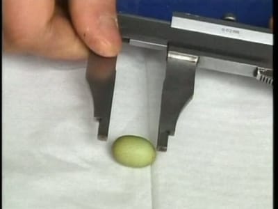 Galinha pôs o ovo mais pequeno do mundo - TVI