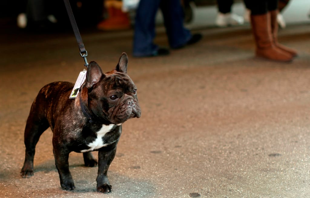 Concurso de cães em Nova Iorque, nos EUA [Foto: Reuters]