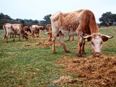 Incêndios: leiteiros oferecem 20 toneladas de feno para alimentar animais - TVI