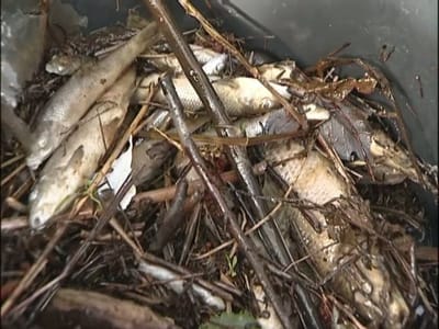 Milhares de peixes mortos na albufeira de Pedrogão - TVI