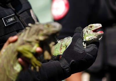 Turista alemão condenado por roubar iguanas das Galápagos - TVI