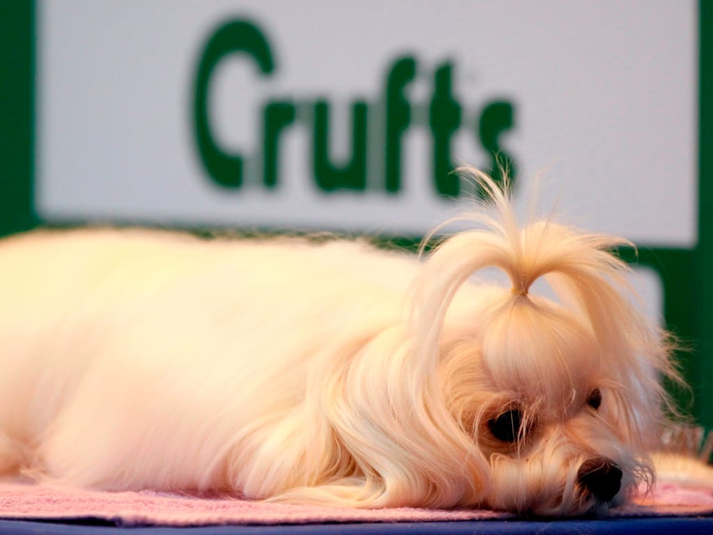 Cão Maltês espera a escolha do júri na competição Crufts em Birmingham (Reuters)