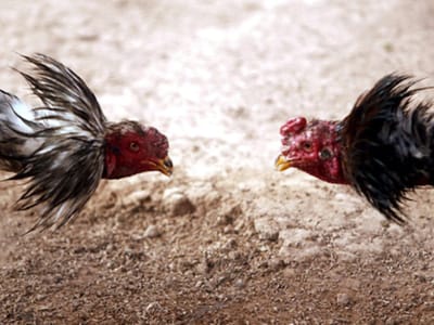 "Barulho estridente" de galos e galinhas vale multa a casal de Braga - TVI