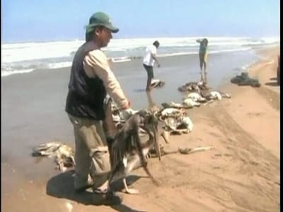 Mais de mil pelicanos mortos dão à costa - TVI