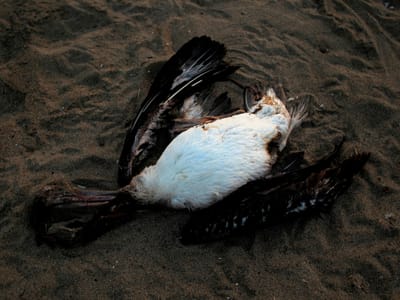 Falta de comida mata milhares de pelicanos - TVI