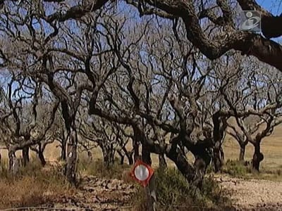 Proprietário de terreno multado pela “mutilação” de 27 sobreiros - TVI