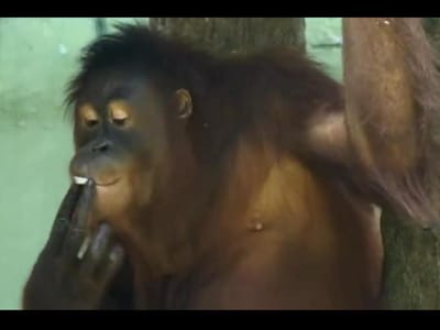 Orangotango tenta livrar-se do vício do tabaco - TVI