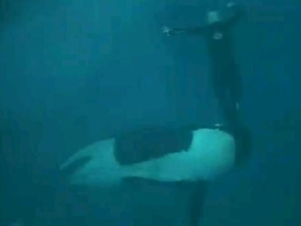 Orca ataca funcionário do «Sea World»