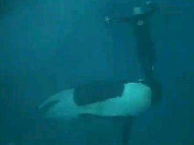 Vídeo mostra orca a atacar treinador do «Sea World» - TVI