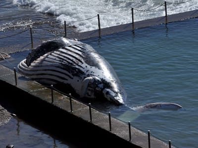 Baleia de 20 toneladas encontrada em piscina - TVI